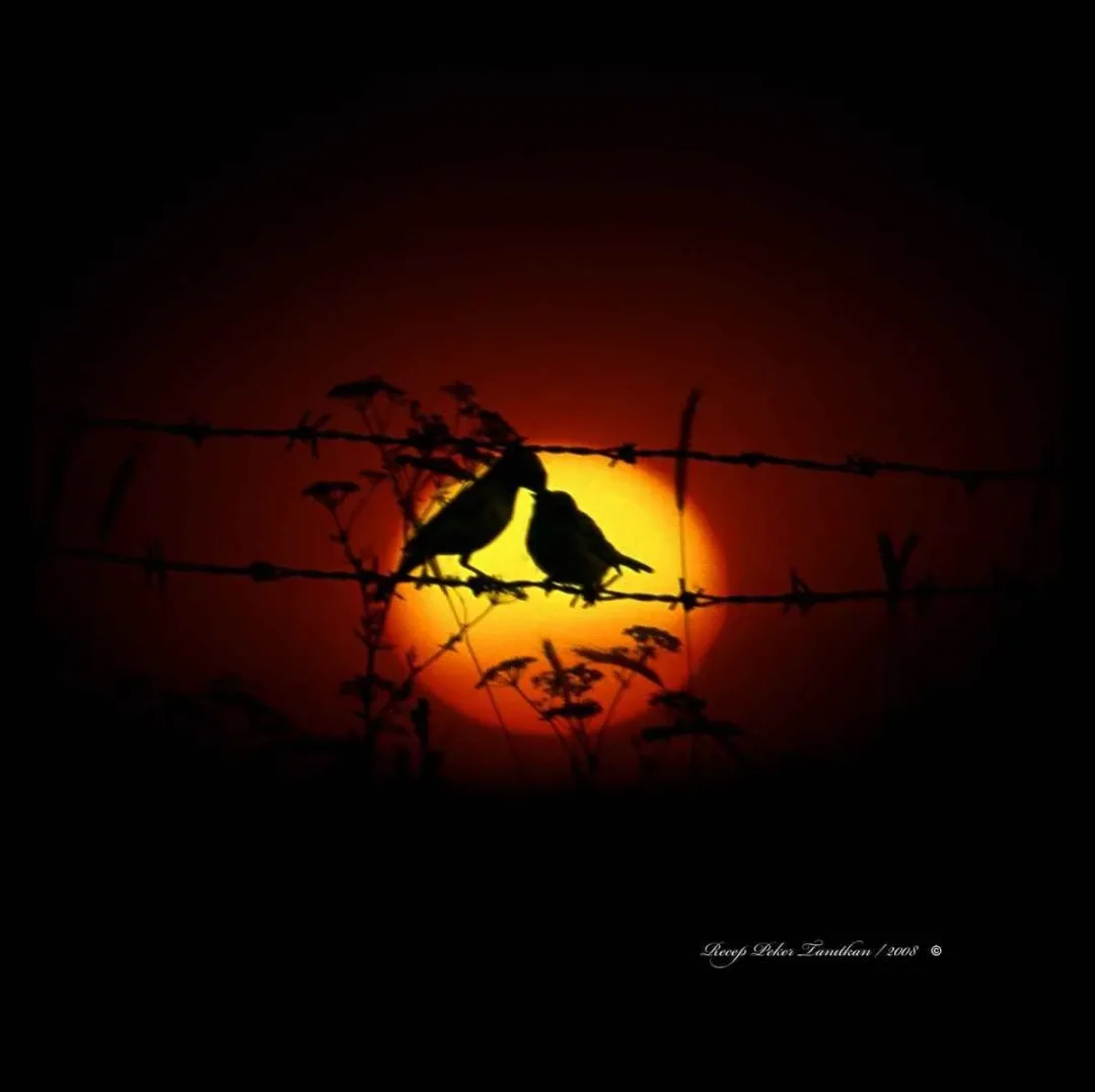 RECEP PEKER TANITKAN — “isimsiz”, 2015 "isimsiz" eseri RECEP PEKER TANITKAN tarafından 2015 yılında 25x25 cm ölçülerinde Fotoğraf tekniği ile yapılmıştır.
