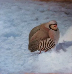 ÖMER EKEN tarafından 2014 yılında 40x40 cm ölçülerinde Tuval üzeri yağlı boya tekniği ile yapılmıştır.