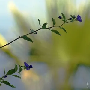 ALPER BİLSEL tarafından 2015 yılında 25x25 cm ölçülerinde Fotoğraf tekniği ile yapılmıştır.